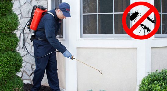 Kargı Pire İlaçlama böcek ilaçlama ve haşere kontrolü — ilaclama-tr.com